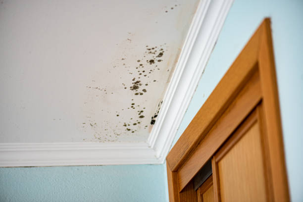 Best Professional Mold Removal  in Greenlawn, NY