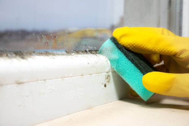 Best Local Mold Removal Service  in Greenlawn, NY